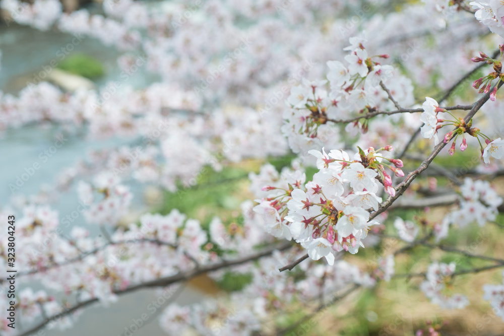 Cherry Blossoms, Sakura Blooming in Japan