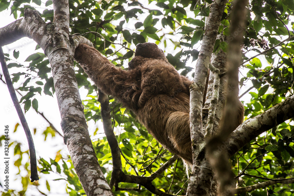 Fototapeta premium Maned sloth photographed in Santa Maria de Jetiba, Espirito Santo. Southeast of Brazil. Atlantic Forest Biome. Picture made in 2016.