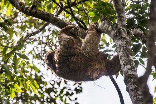 Maned sloth photographed in Santa Maria de Jetiba, Espirito Santo. Southeast of Brazil. Atlantic Forest Biome. Picture made in 2016. © Leonardo