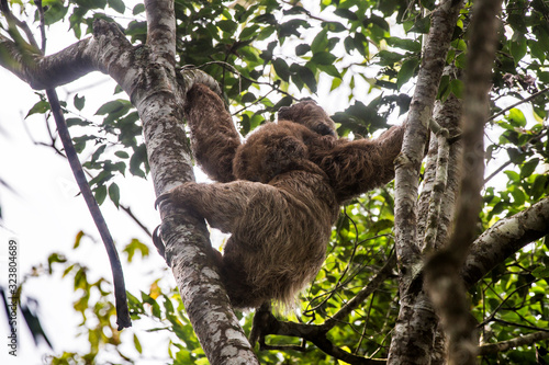 Maned sloth photographed in Santa Maria de Jetiba, Espirito Santo. Southeast of Brazil. Atlantic Forest Biome. Picture made in 2016. © Leonardo