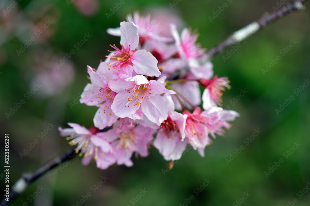 Closeup of cherry blossom bunch on contrasting background Closeup of cherry blossom bunch on contrasting background