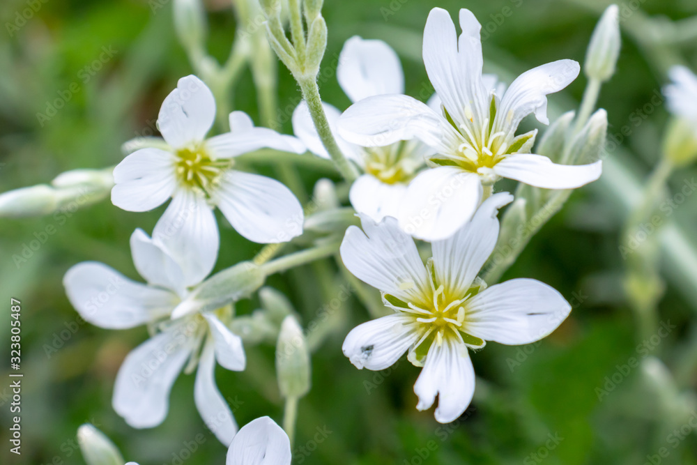 Snow-in-Summer, Cerastium tomentosum white flowers close up in garden, pretty small spring and summer flowers Snow-in-Summer, Cerastium tomentosum white flowers close up in garden, pretty small spring and summer flowers