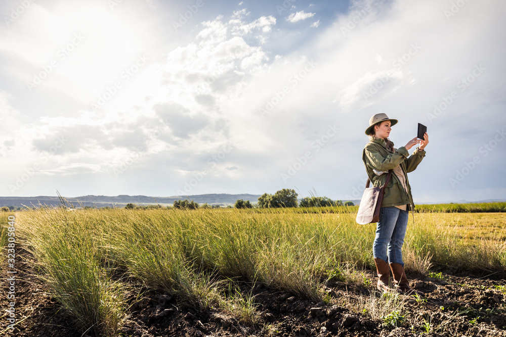 Biologist walking through field, inspecting crops, taking pictures with tablet. Bridger, Montana, USA Biologist walking through field, inspecting crops, taking pictures with tablet. Bridger, Montana, USA