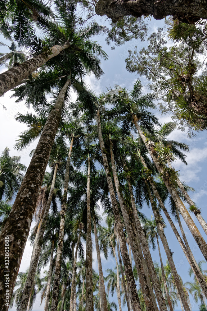 Vertige sous les palmiers royaux du parc Palmentuin à Paramaribo au Suriname Vertige sous les palmiers royaux du parc Palmentuin à Paramaribo au Suriname
