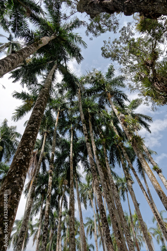 Vertige sous les palmiers royaux du parc Palmentuin    Paramaribo au Suriname