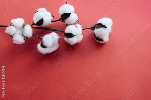 Cotton flowers on red background
