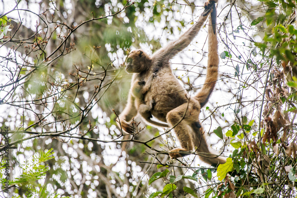Naklejka premium Northern muriqui photographed in Santa Maria de Jetiba, Espirito Santo. Southeast of Brazil. Atlantic Forest Biome. Picture made in 2016.