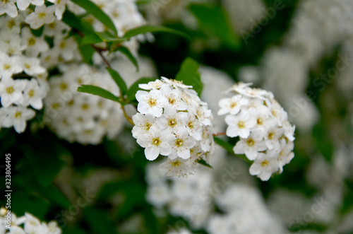shrub with beautiful white flowers in the garden 