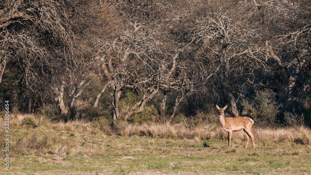 Male Red deer in La Pampa, Argentina, Parque Luro Nature Reserve Male Red deer in La Pampa, Argentina, Parque Luro Nature Reserve