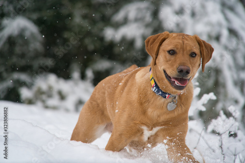 Puppy's First Snow