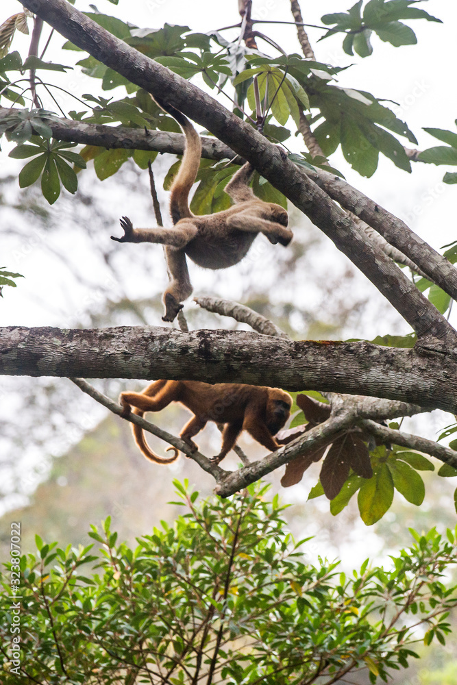 Northern muriqui and Howler monkey photographed in Santa Maria de Jetiba, Espirito Santo. Southeast of Brazil. Atlantic Forest Biome. Picture made in 2016. Northern muriqui and Howler monkey photographed in Santa Maria de Jetiba, Espirito Santo. Southeast of Brazil. Atlantic Forest Biome. Picture made in 2016.