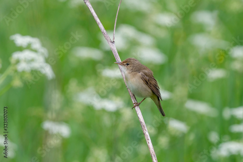 Wallpaper Mural  Blyth's reed warbler (Acrocephalus dumetorum) is a warbler of the family Acrocephalidae. Torontodigital.ca