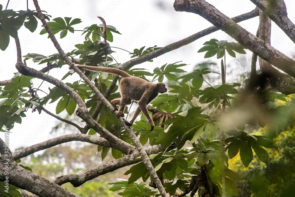 Northern muriqui photographed in Santa Maria de Jetiba, Espirito Santo. Southeast Brazil. Atlantic Forest Biome. Picture made in 2016. Northern muriqui photographed in Santa Maria de Jetiba, Espirito Santo. Southeast Brazil. Atlantic Forest Biome. Picture made in 2016.