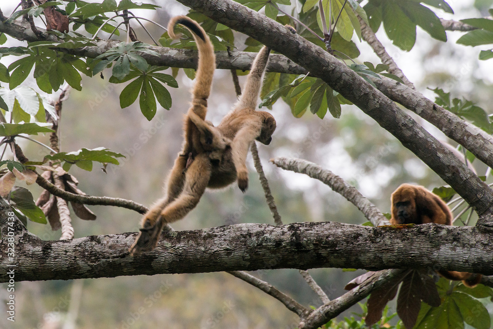 Naklejka premium Northern muriqui and Howler monkey photographed in Santa Maria de Jetiba, Espirito Santo. Southeast of Brazil. Atlantic Forest Biome. Picture made in 2016.