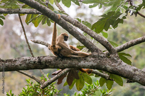 Northern muriqui and Howler monkey photographed  in Santa Maria de Jetiba, Espirito Santo - Southeast of Brazil. Atlantic Forest Biome. Picture made in 2016. © Leonardo