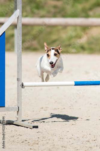 Plakat w ramie jack russel en agility