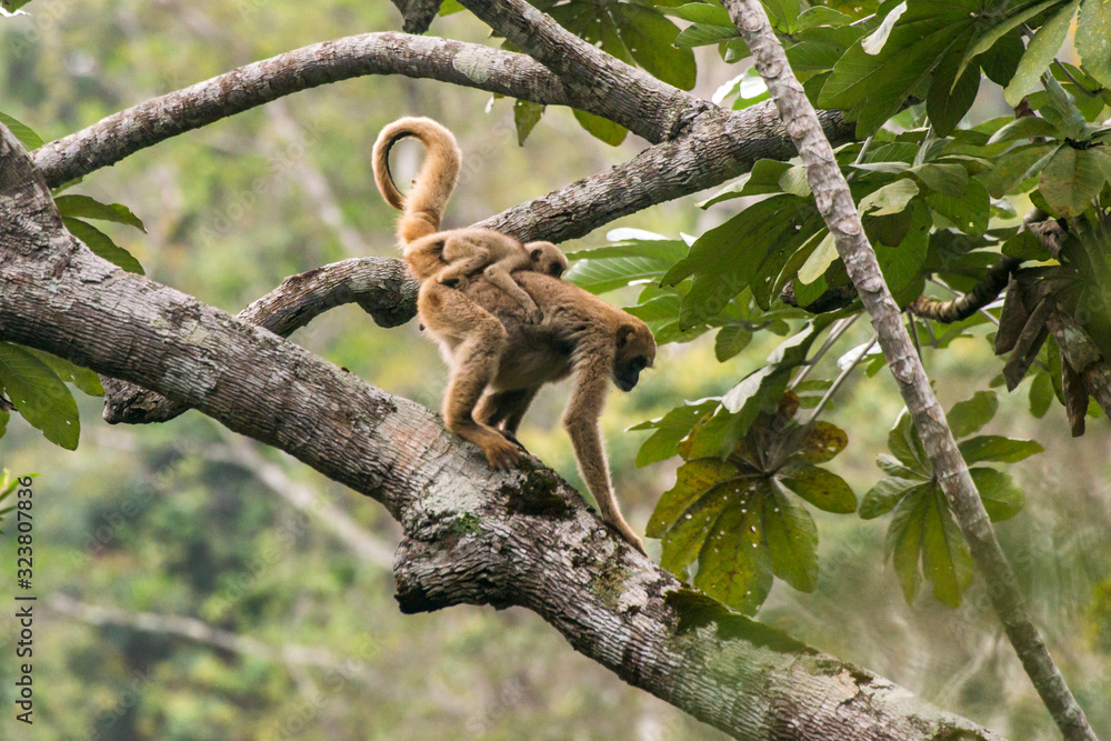 Fototapeta premium Northern muriqui photographed in Santa Maria de Jetiba, Espirito Santo. Southeast Brazil. Atlantic Forest Biome. Picture made in 2016.