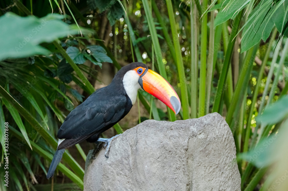 Side view of a toco toucan, Ramphastos toco, perched on an artificial rock Side view of a toco toucan, Ramphastos toco, perched on an artificial rock