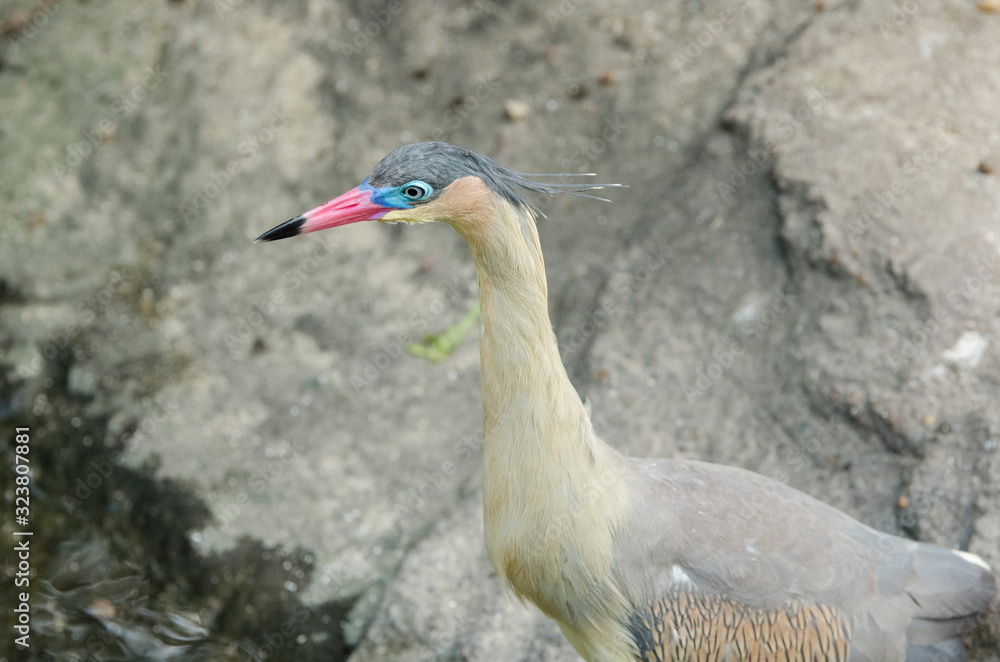 Portrait of a whistling heron, Syrigma sibilatrix; specimen in captivity Portrait of a whistling heron, Syrigma sibilatrix; specimen in captivity