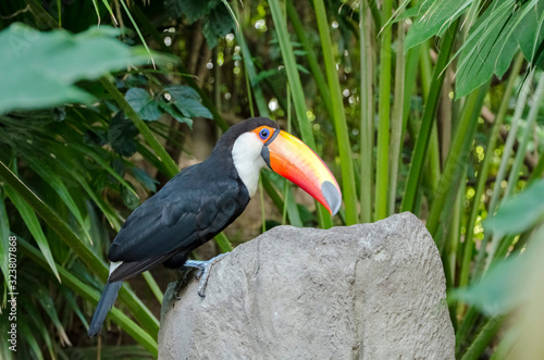 Side view of a toco toucan, Ramphastos toco, perched on an artificial rock © Carolina Jaramillo
