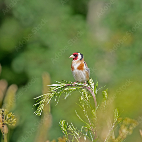 The European goldfinch or simply goldfinch (Carduelis carduelis), is a small passerine bird of the family Fringillidae.