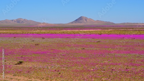 Atacama desert covered with endemic wild flowers Cistanthe grandiflora known as 