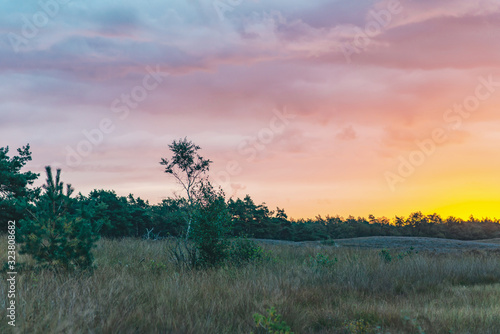 Hilly landscape with tall grass and some trees at sunrise.
