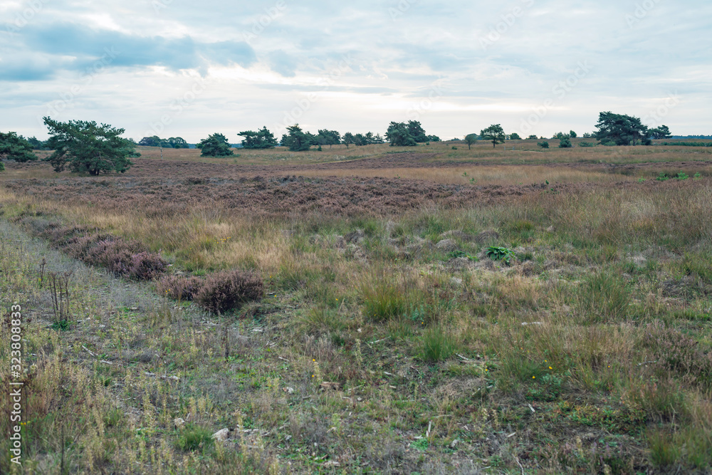 Hilly grassland with trees under cloudy sky. Hilly grassland with trees under cloudy sky.