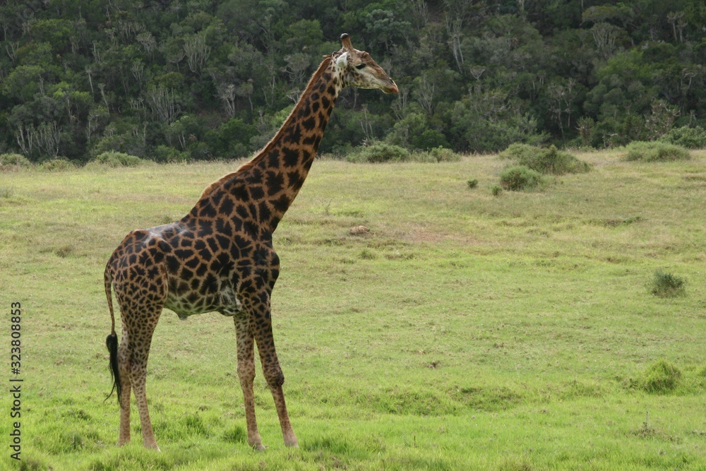 Obraz premium Giraffe