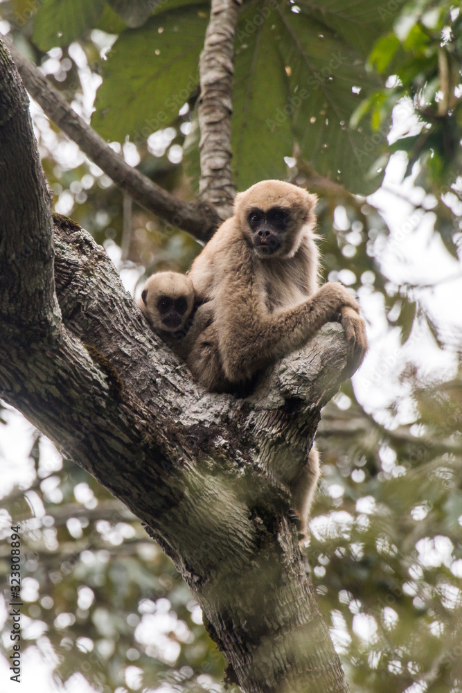 Obraz premium Northern muriqui photographed in Santa Maria de Jetiba, Espirito Santo. Southeast Brazil. Atlantic Forest Biome. Picture made in 2016.