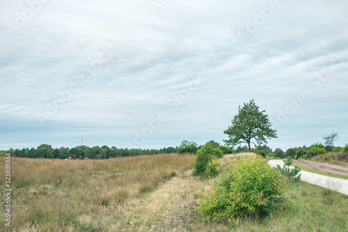 Road in hilly grassland with trees under cloudy sky.