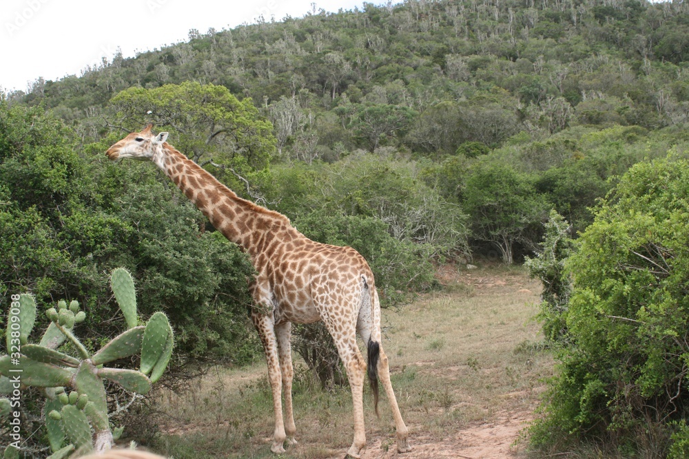 Giraffe Giraffe