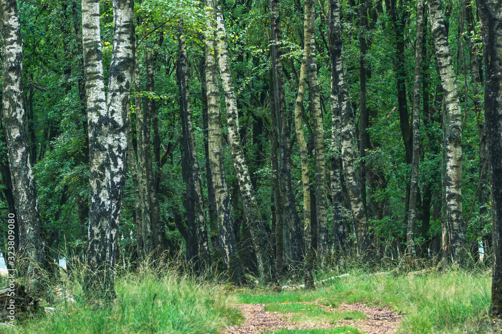 Fototapeta premium Birch trunks in forest during early autumn.