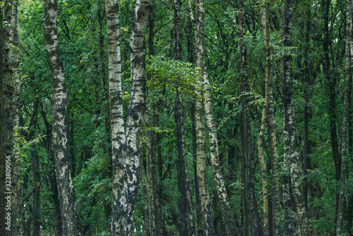 Fototapeta Naklejka Na Ścianę i Meble -  Birch trunks in forest during early autumn.