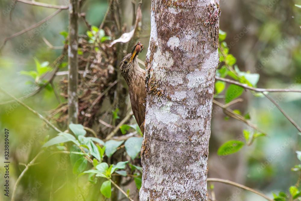 White throated Woodcreeper photographed in Santa Maria de Jetiba, Espirito Santo. Southeast of Brazil. Atlantic Forest Biome. Picture made in 2016.