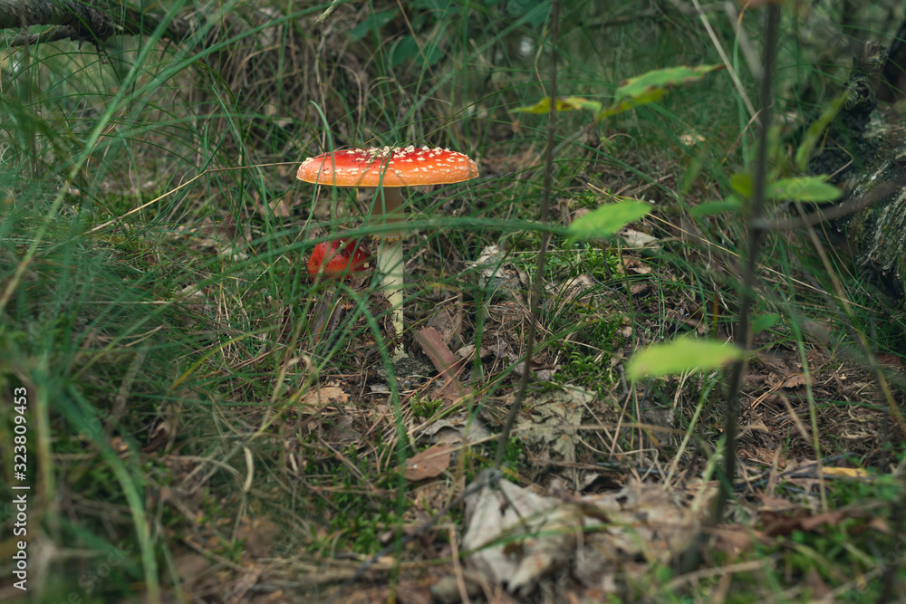Red and white dotted mushroom between grass on forest ground. Red and white dotted mushroom between grass on forest ground.