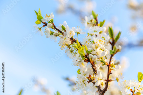 Beautiful white cherry blossom sakura flowers in spring time. Nature background with flowering cherry tree. Inspirational natural floral blooming garden or park. Flower art design.