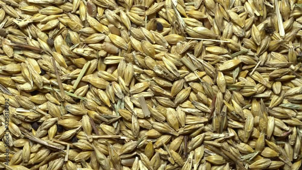 Unpeeled Barley grains in rotation. Close up video Unpeeled Barley grains in rotation. Close up video