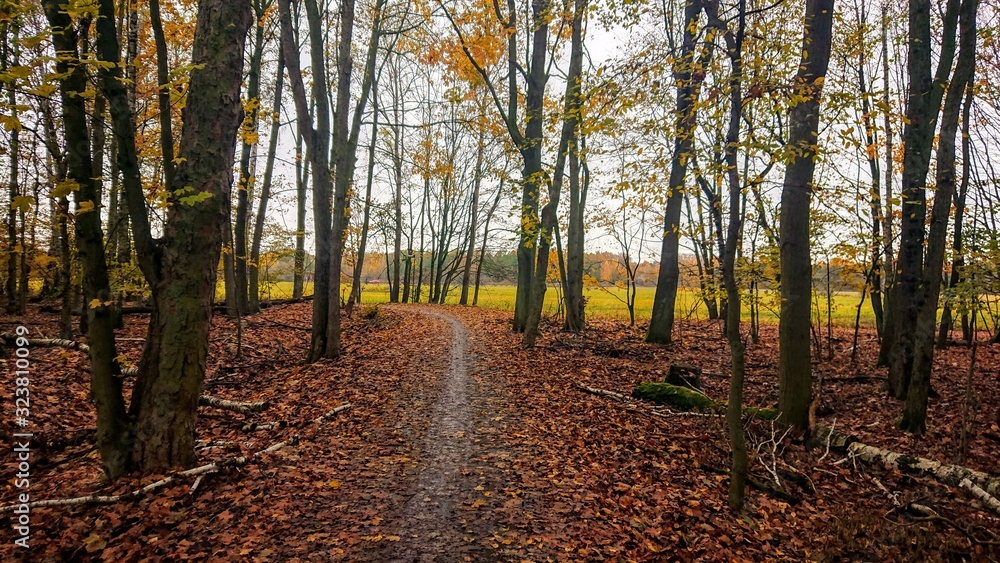 road in forest road in forest