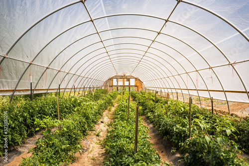 View into a greenhouse growing tomatoes. Laurel, Montana, USA photo