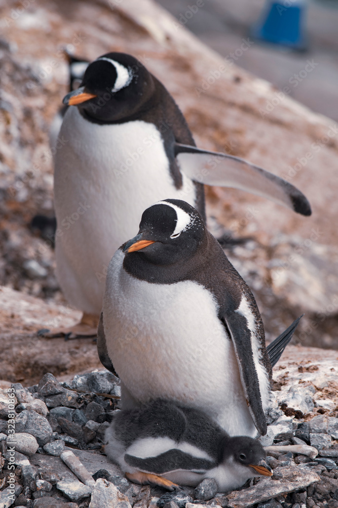 Fototapeta premium Gentoo penguin with chicks in nest