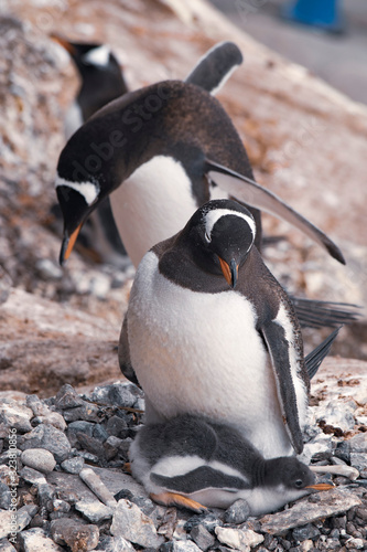 Gentoo penguin with chicks in nest