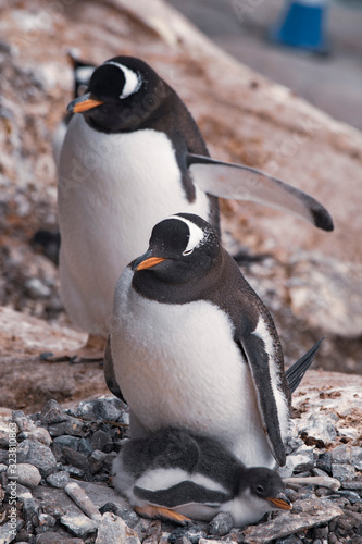 Gentoo penguin with chicks in nest