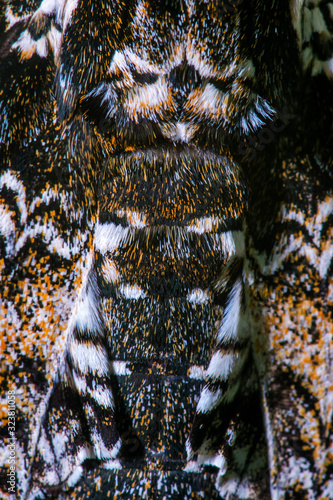 Rustic Sphinx Moth photographed  in Santa Maria de Jetiba, Espirito Santo - Southeast of Brazil. Atlantic Forest Biome. Picture made in 2016. photo