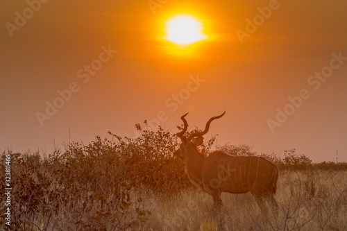 atardecer con antilope