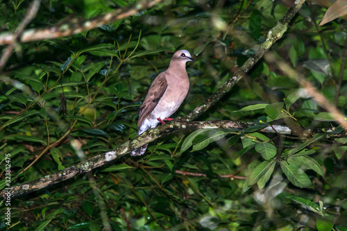  Gray fronted Dove photographed in Santa Maria de Jetiba, Espirito Santo. Southeast of Brazil. Atlantic Forest Biome. Recorded in 2016.