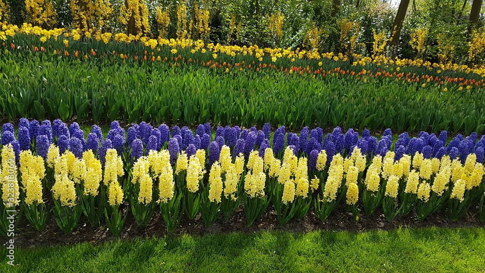 Obraz premium Blumen