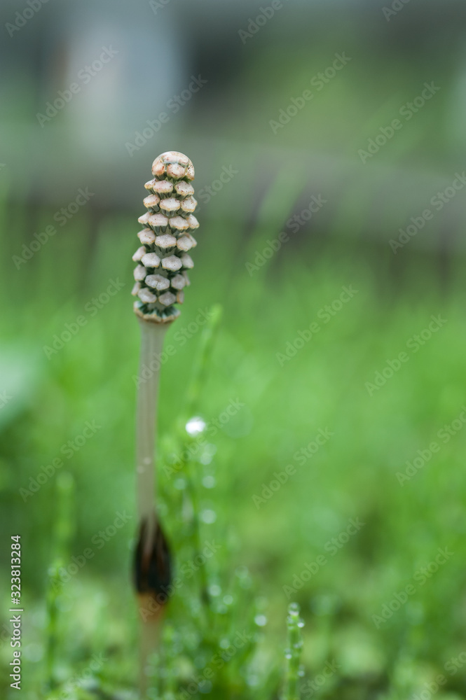 Field Horsetail, Sugina