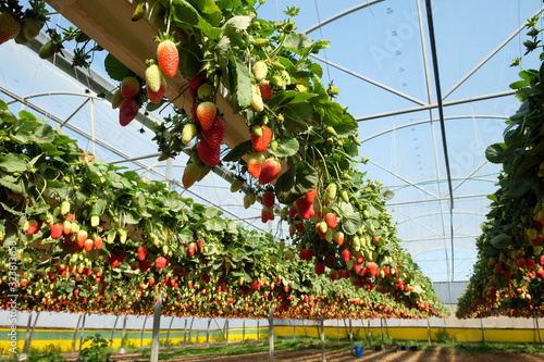 Εκτύπωση καμβά Hydroponic strawberry cultivation in hanging beds