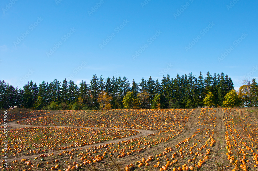 Pumpkins on farm field